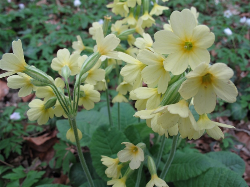 Frühblüher 6